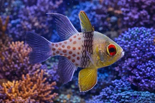 Pajama Cardinalfish