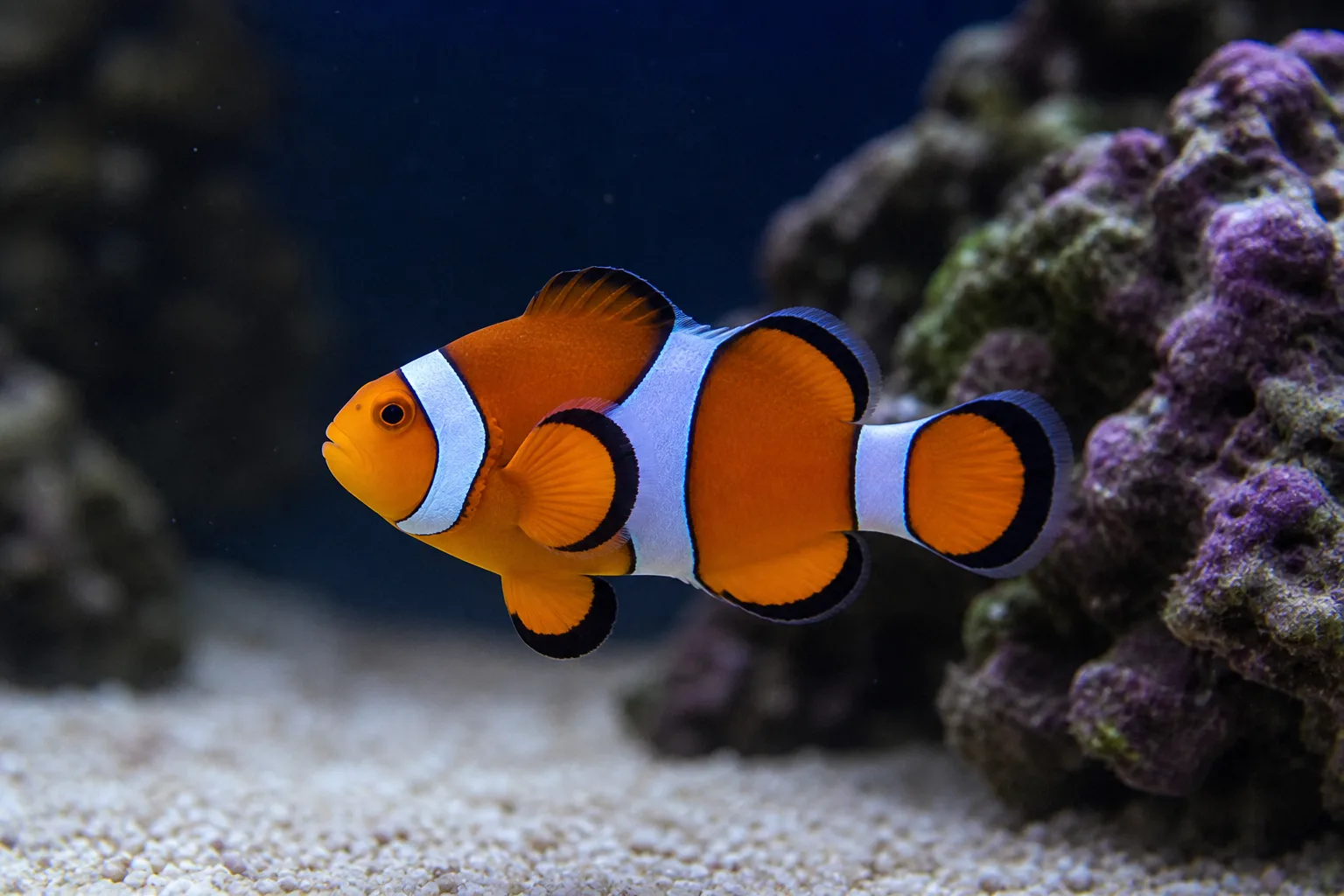Percula Clownfish