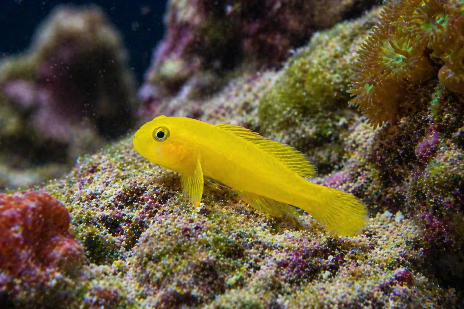 Clown Goby