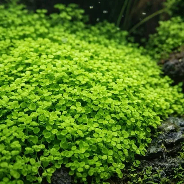 Micranthemum tweediei 'Monte Carlo'