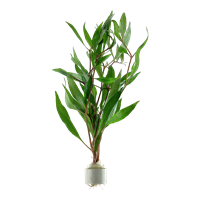 Hygrophila corymbosa