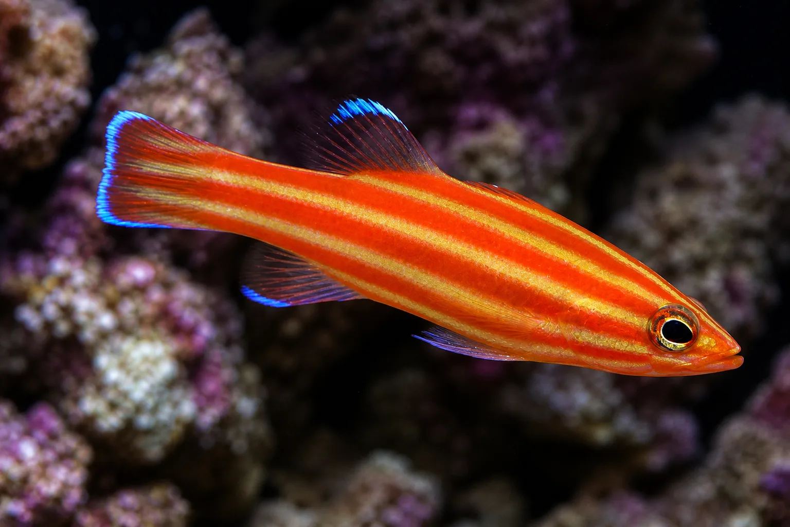 Swissguard Basslet