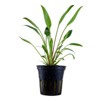 Cryptocoryne x willisii