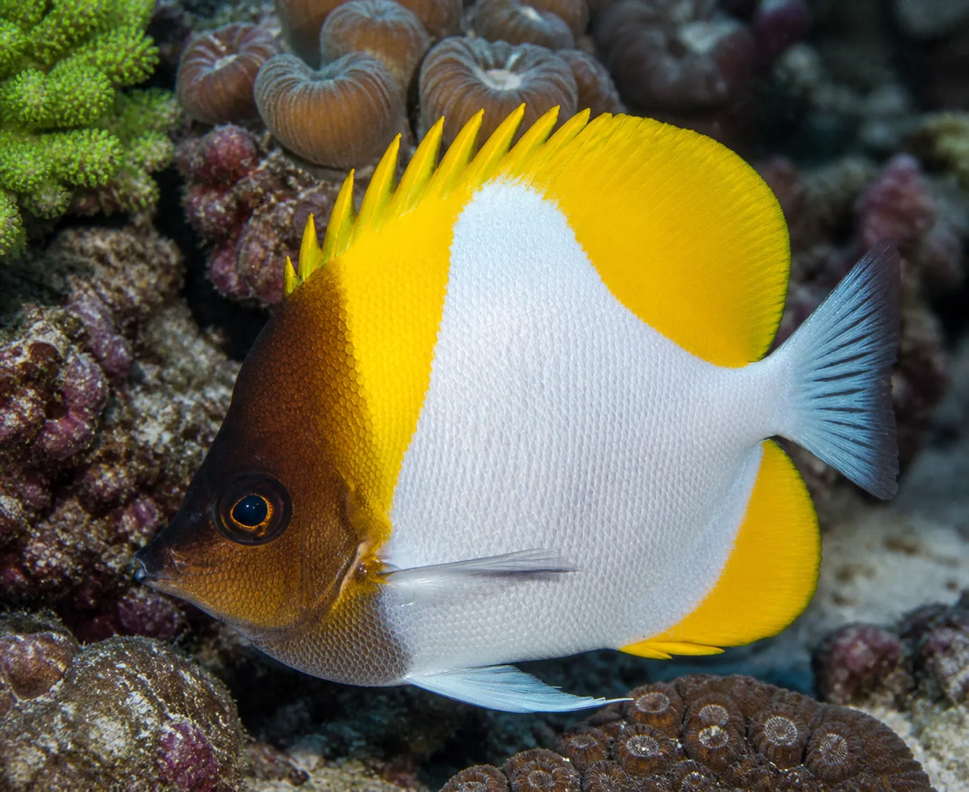 Pyramid Butterflyfish