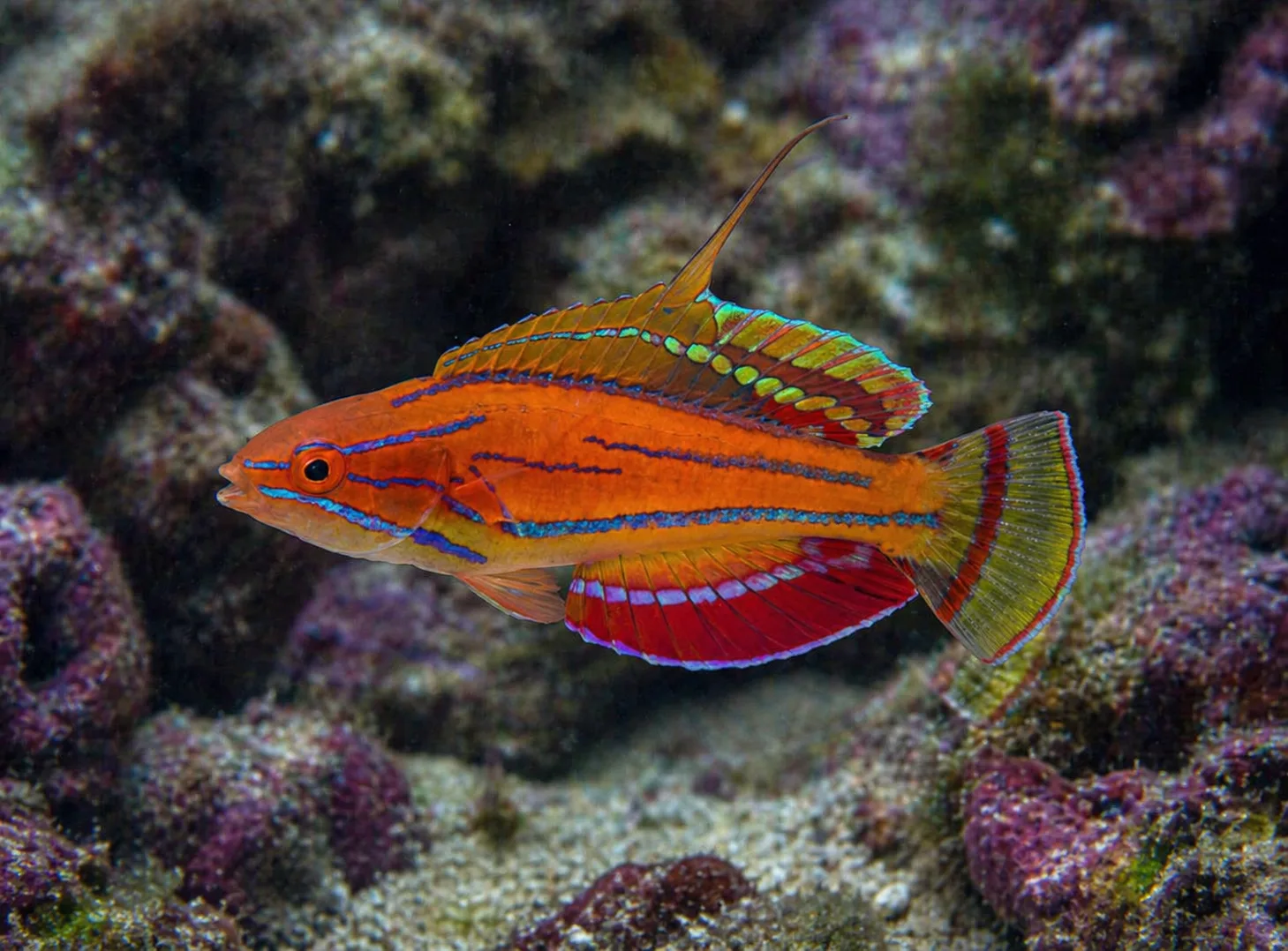Carpenter's Flasher Wrasse