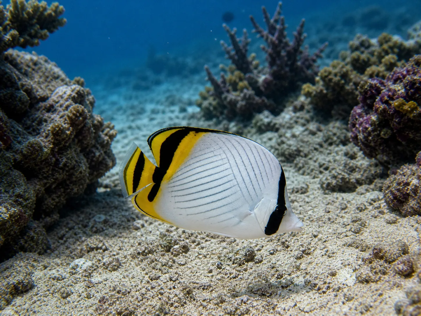 Vagabond Butterflyfish