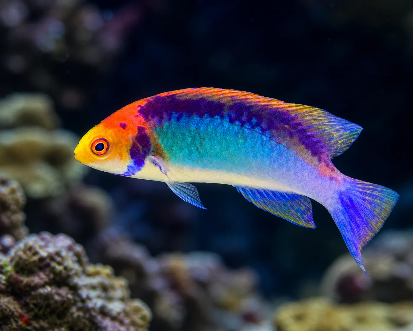 Solar Fairy Wrasse