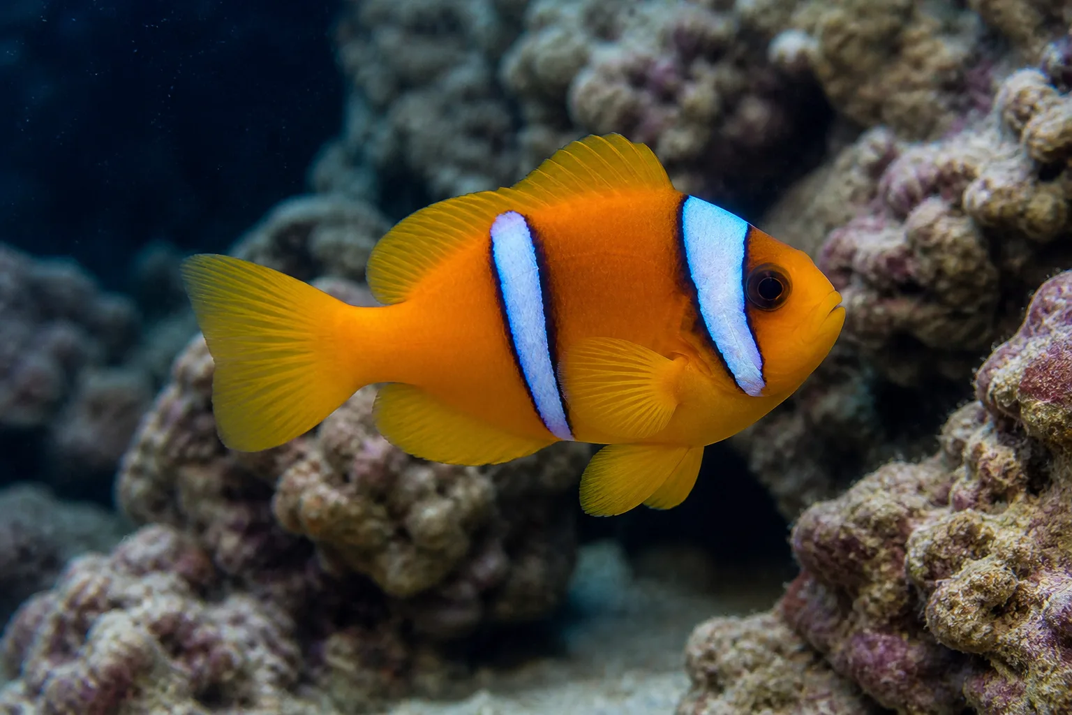 Two-Band Clownfish