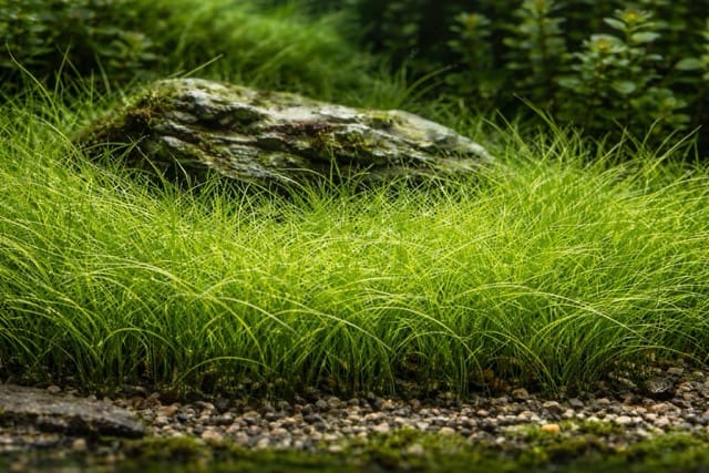 Eleocharis acicularis 'Mini'