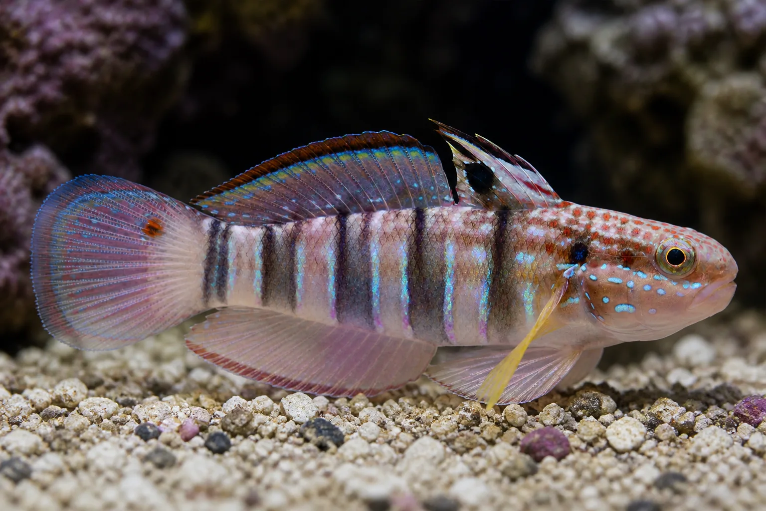 Sleeper Banded Goby