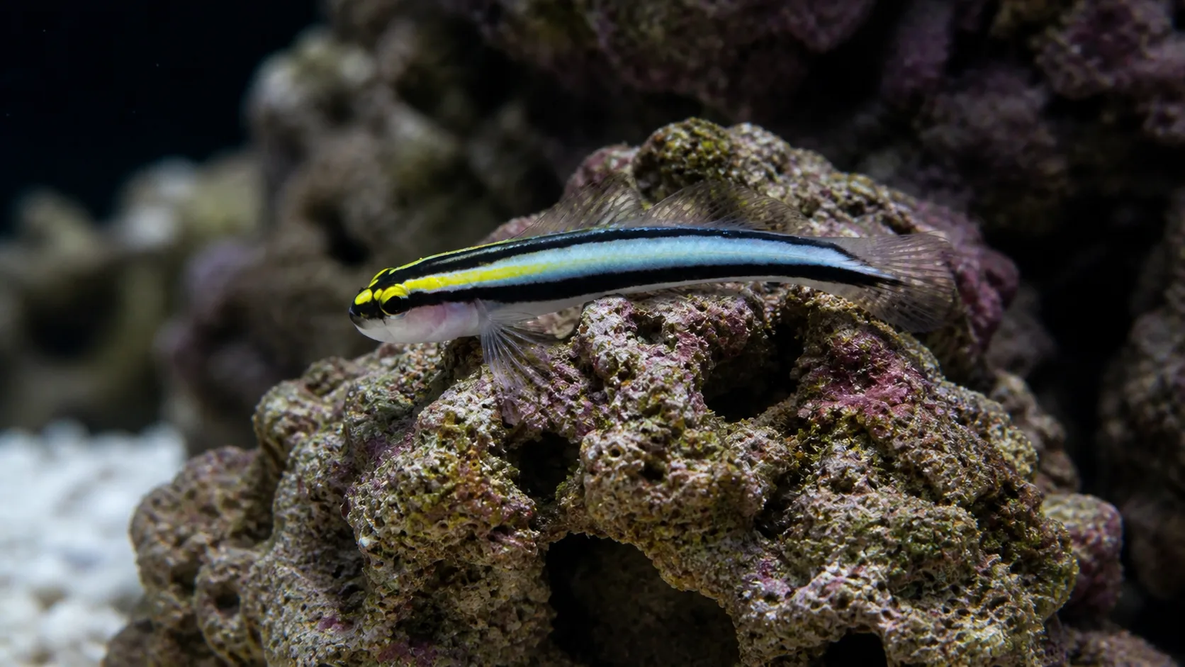 Sharknose Goby