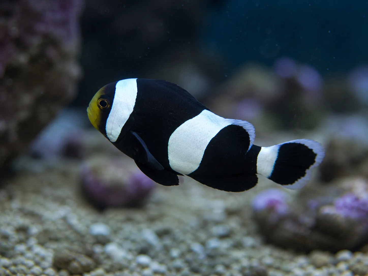 Saddleback Clownfish