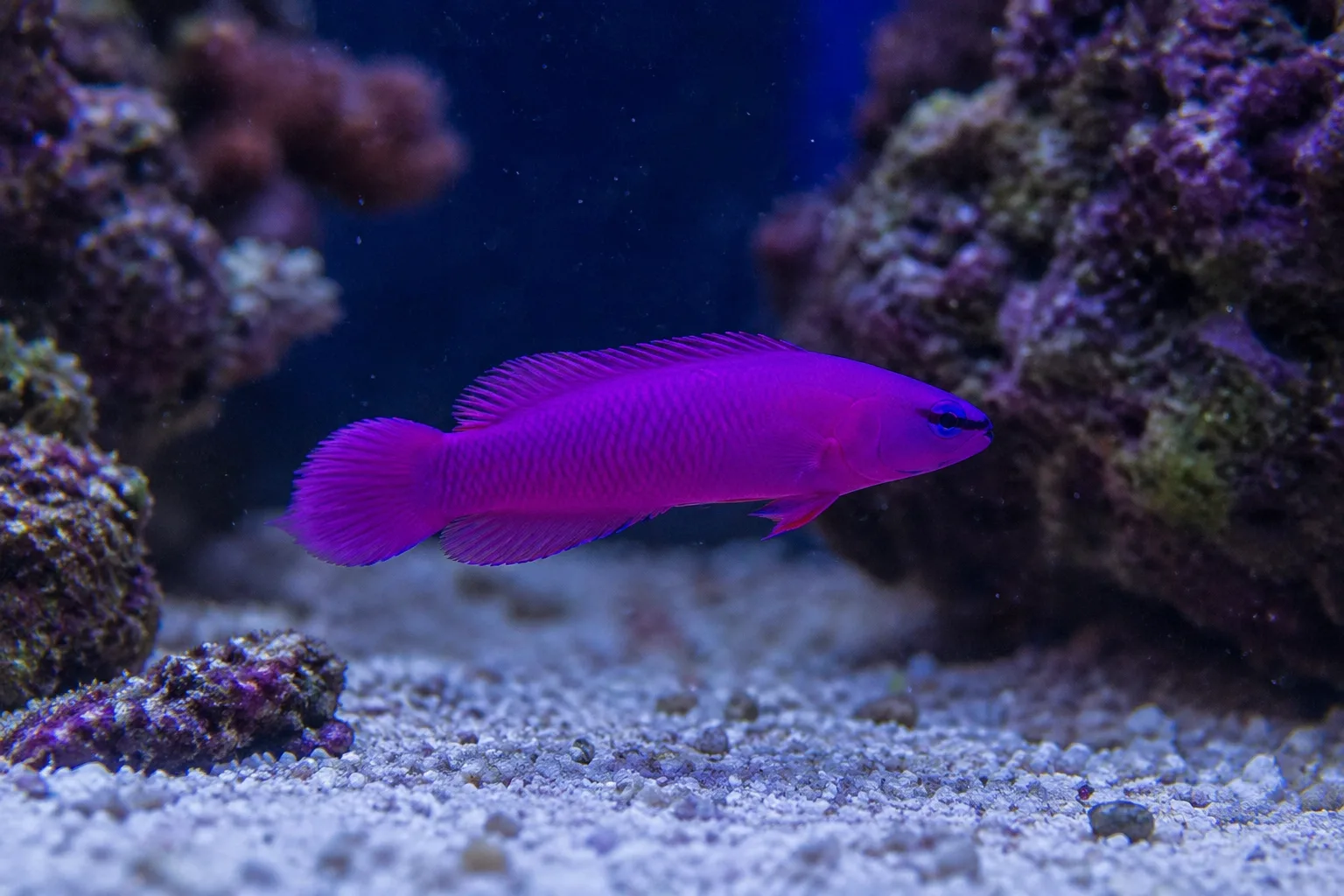 Orchid Dottyback