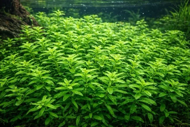 Rotala rotundifolia 'Green'