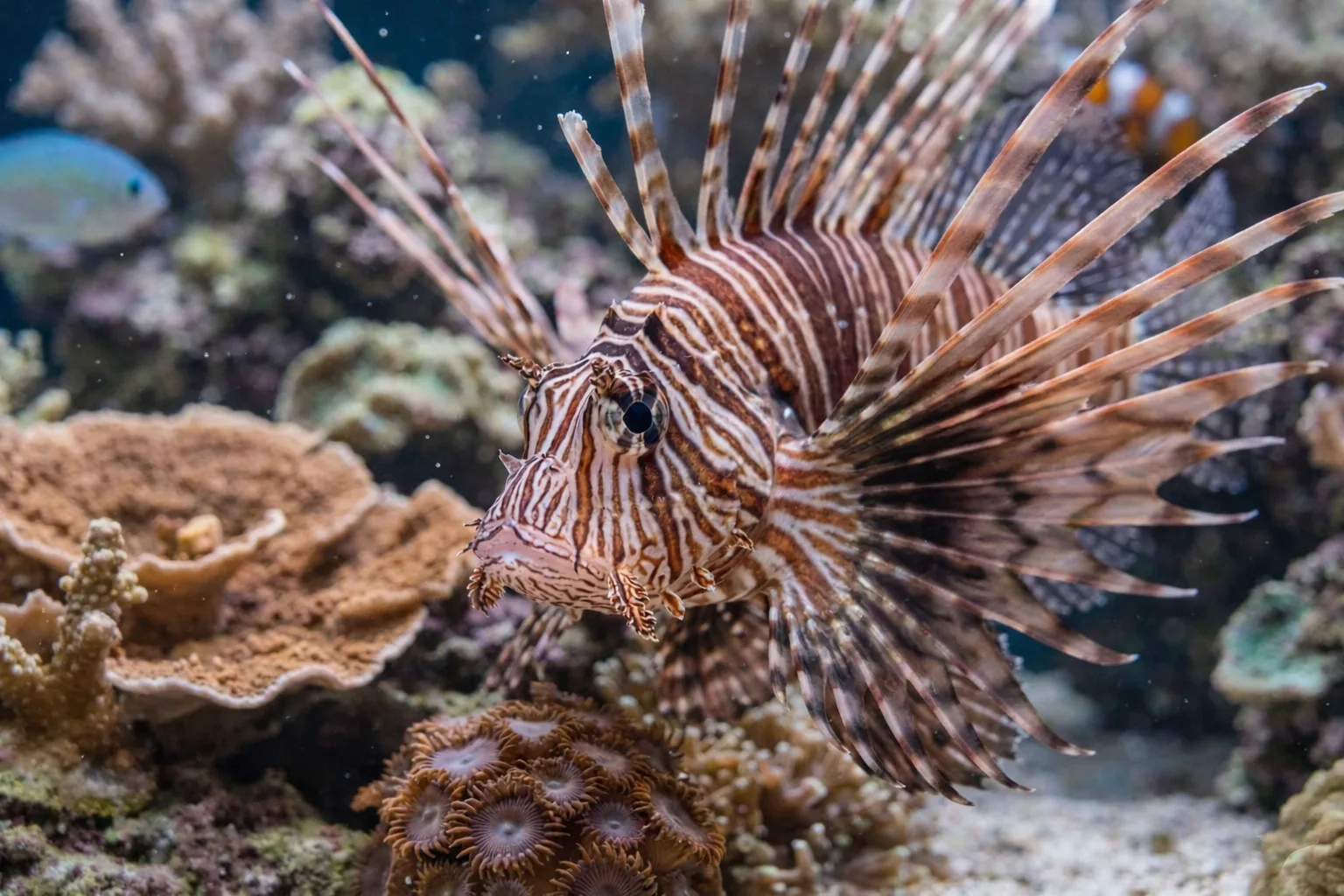 Antennata Lionfish
