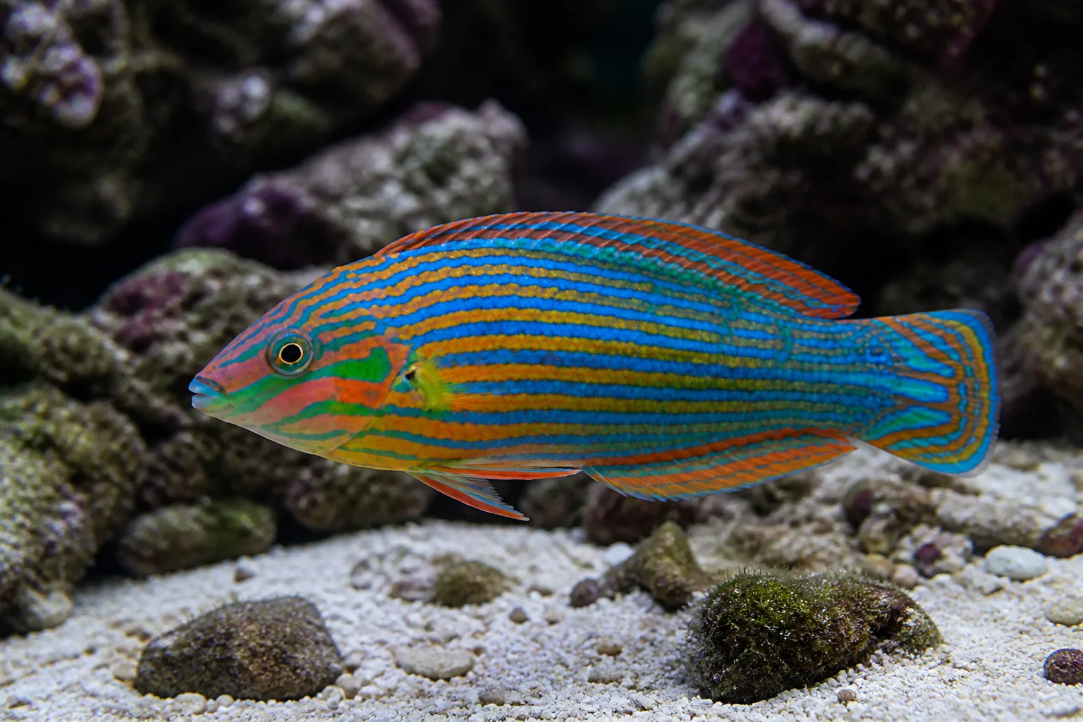 Melanurus Wrasse
