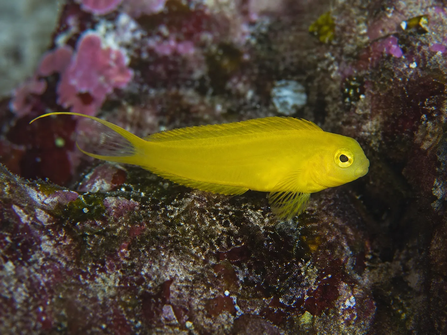 Canary Fang Blenny