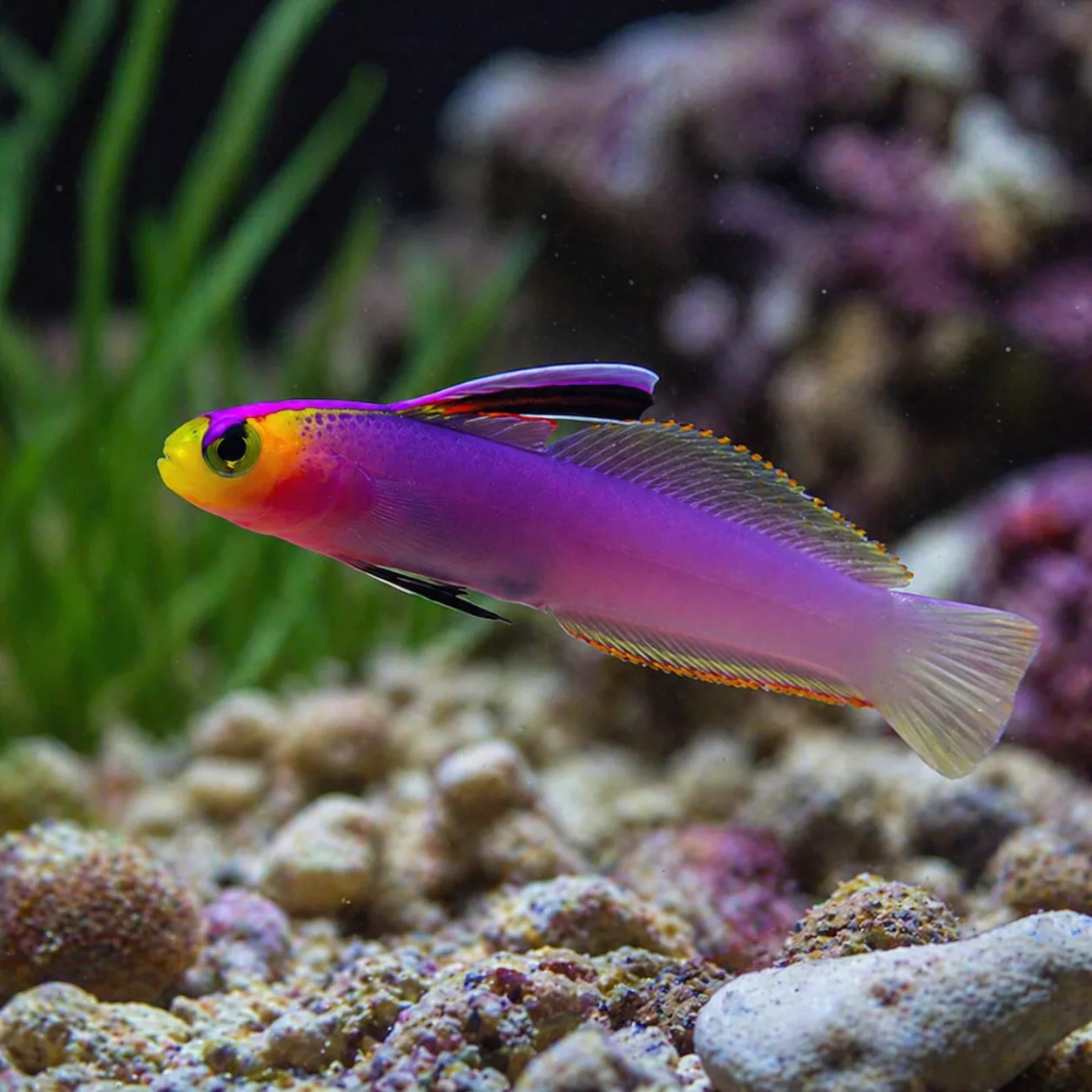 Helfrich's Firefish