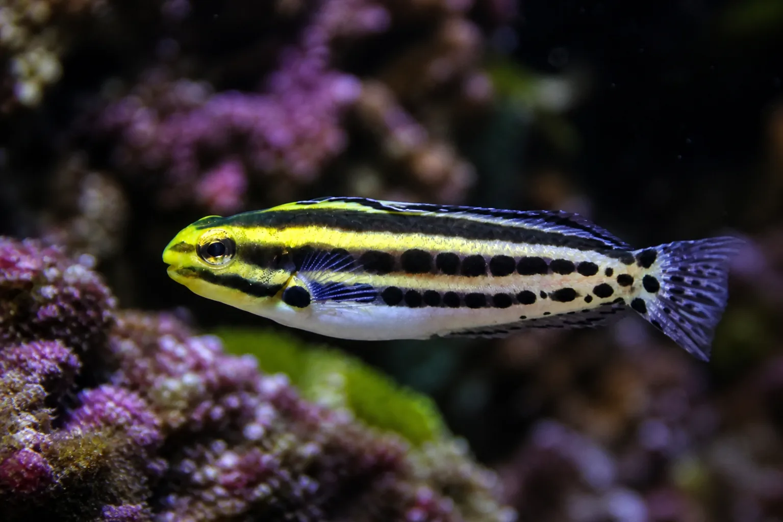 Striped Fang Blenny