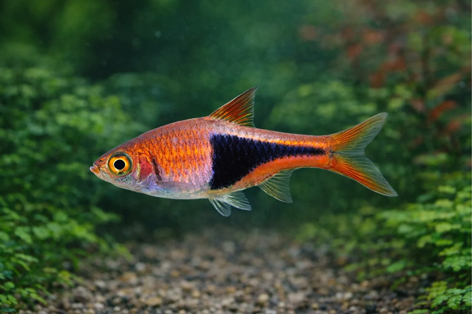 Harlequin Rasbora