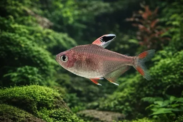 Rosy Tetra