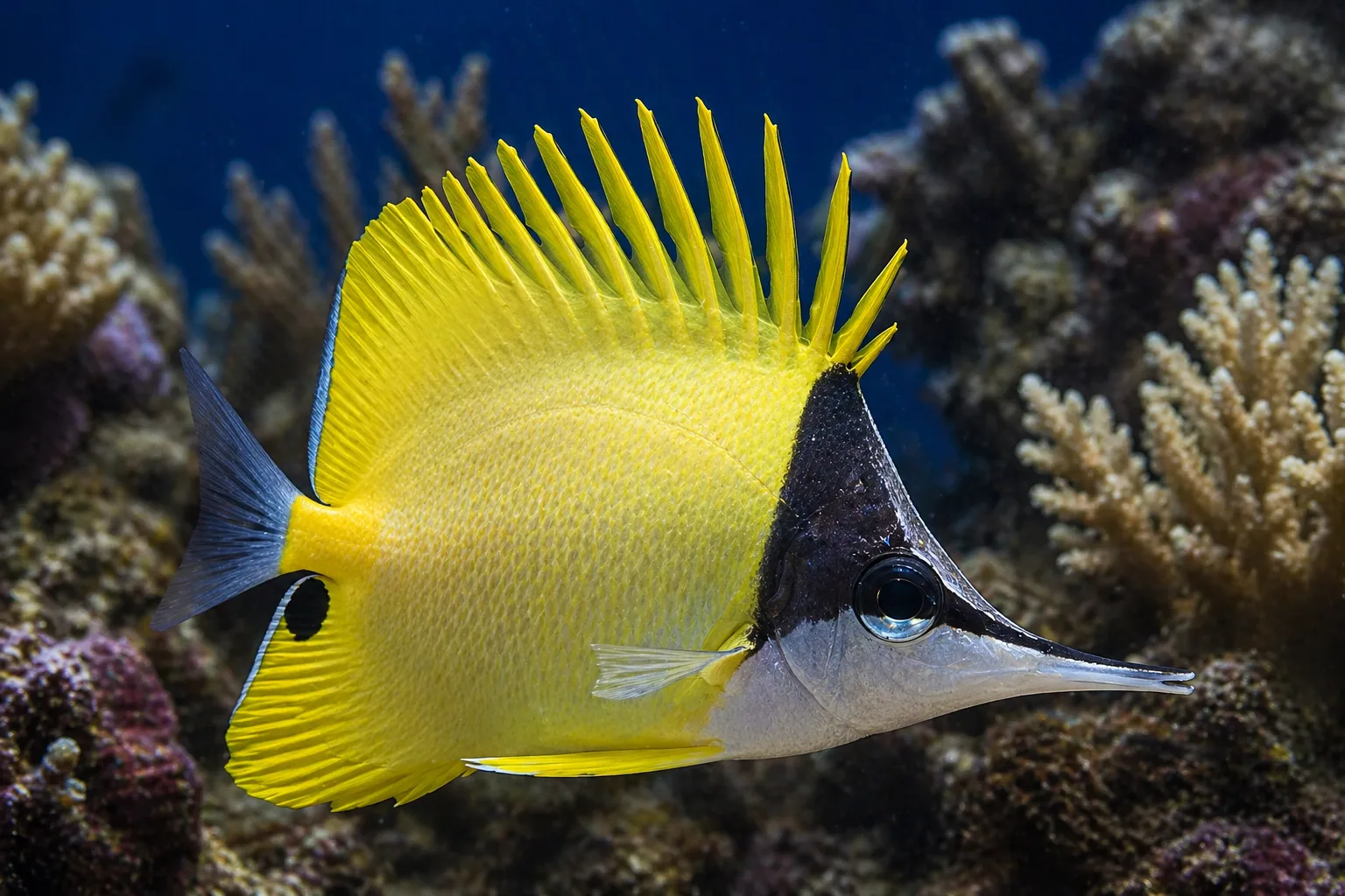 Longnose Butterflyfish