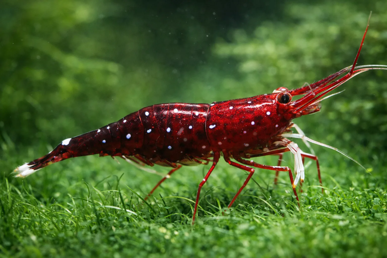 Cardinal Sulawesi Shrimp