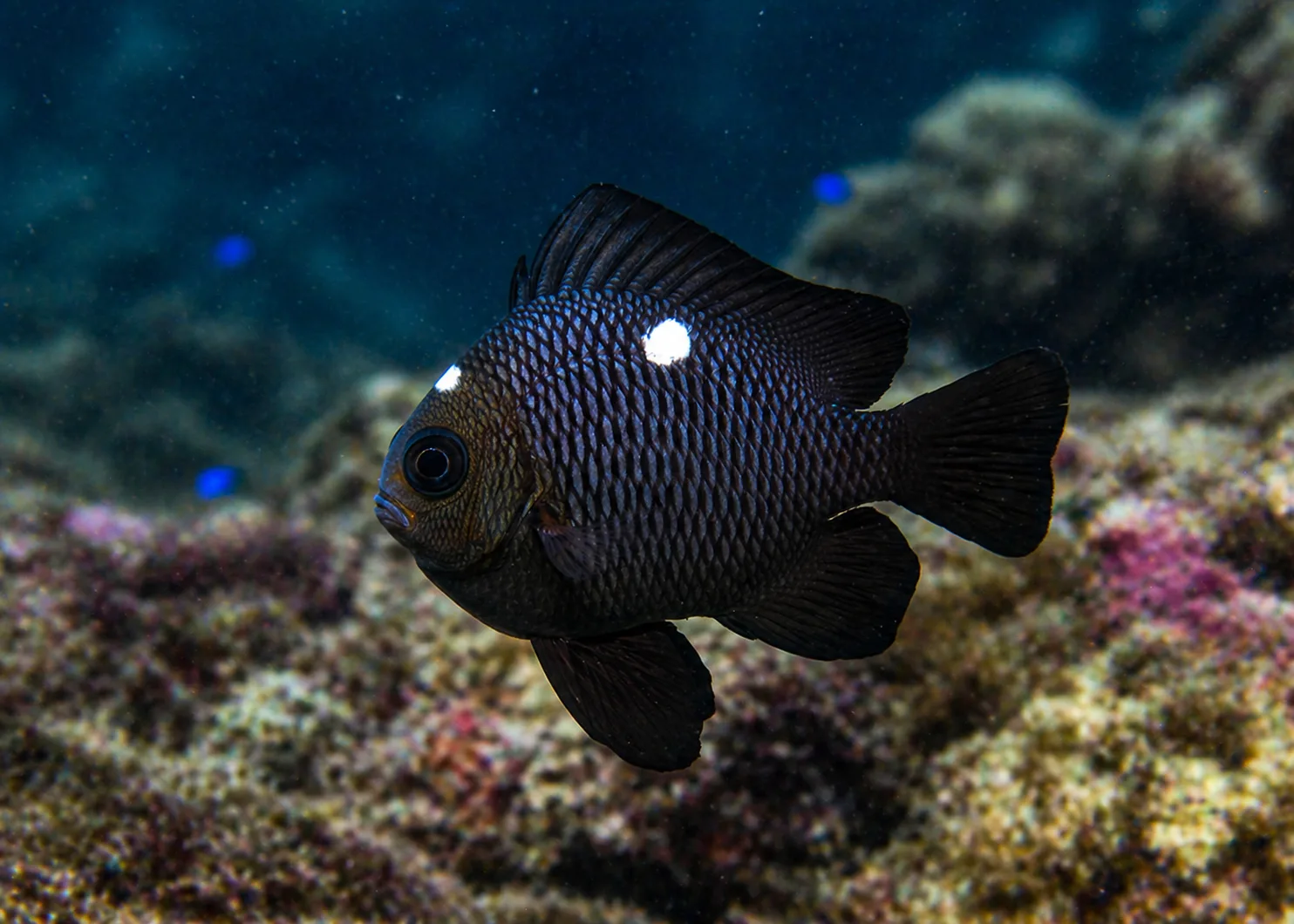 Domino Damselfish