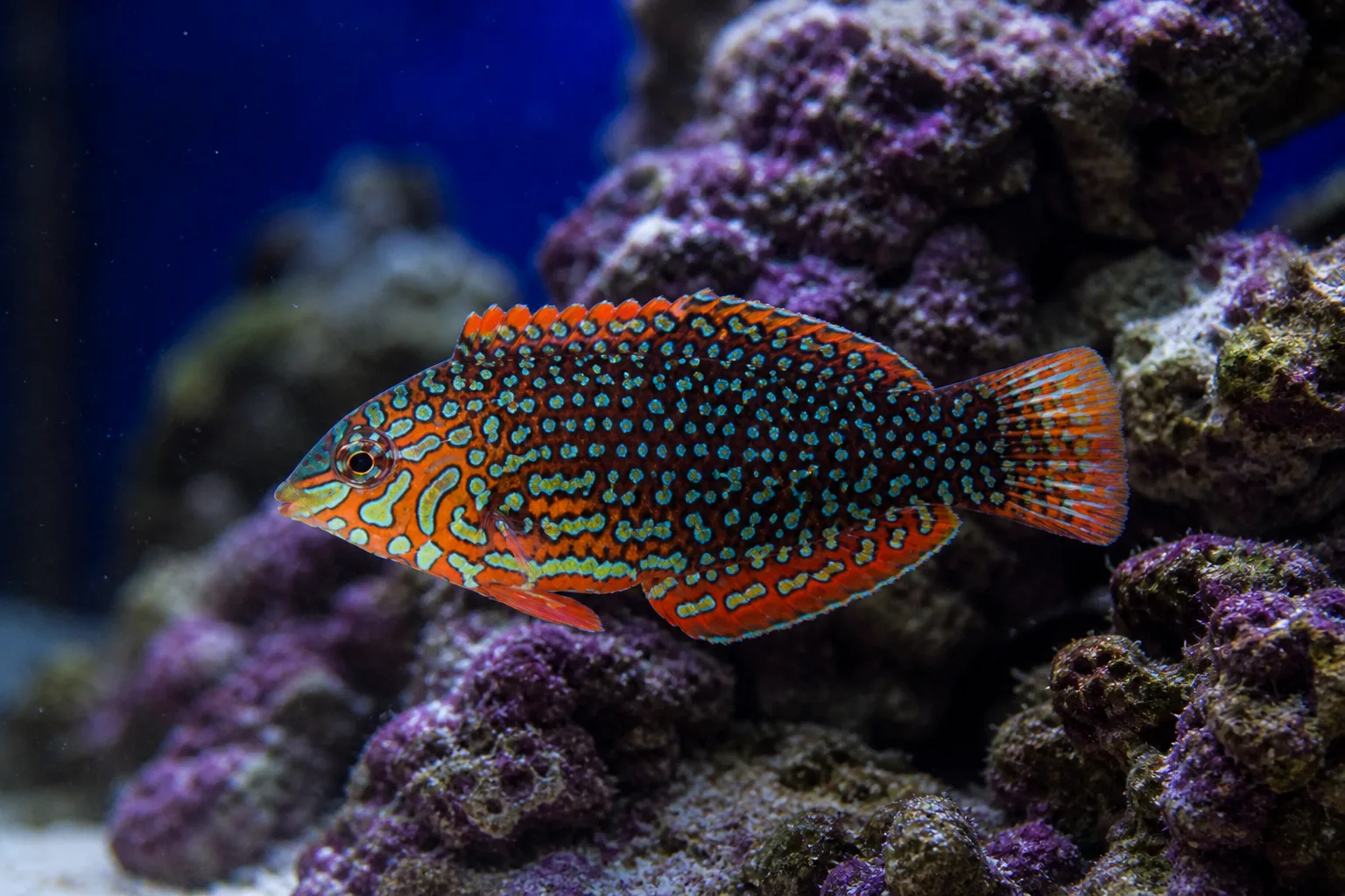 Ornate Leopard Wrasse