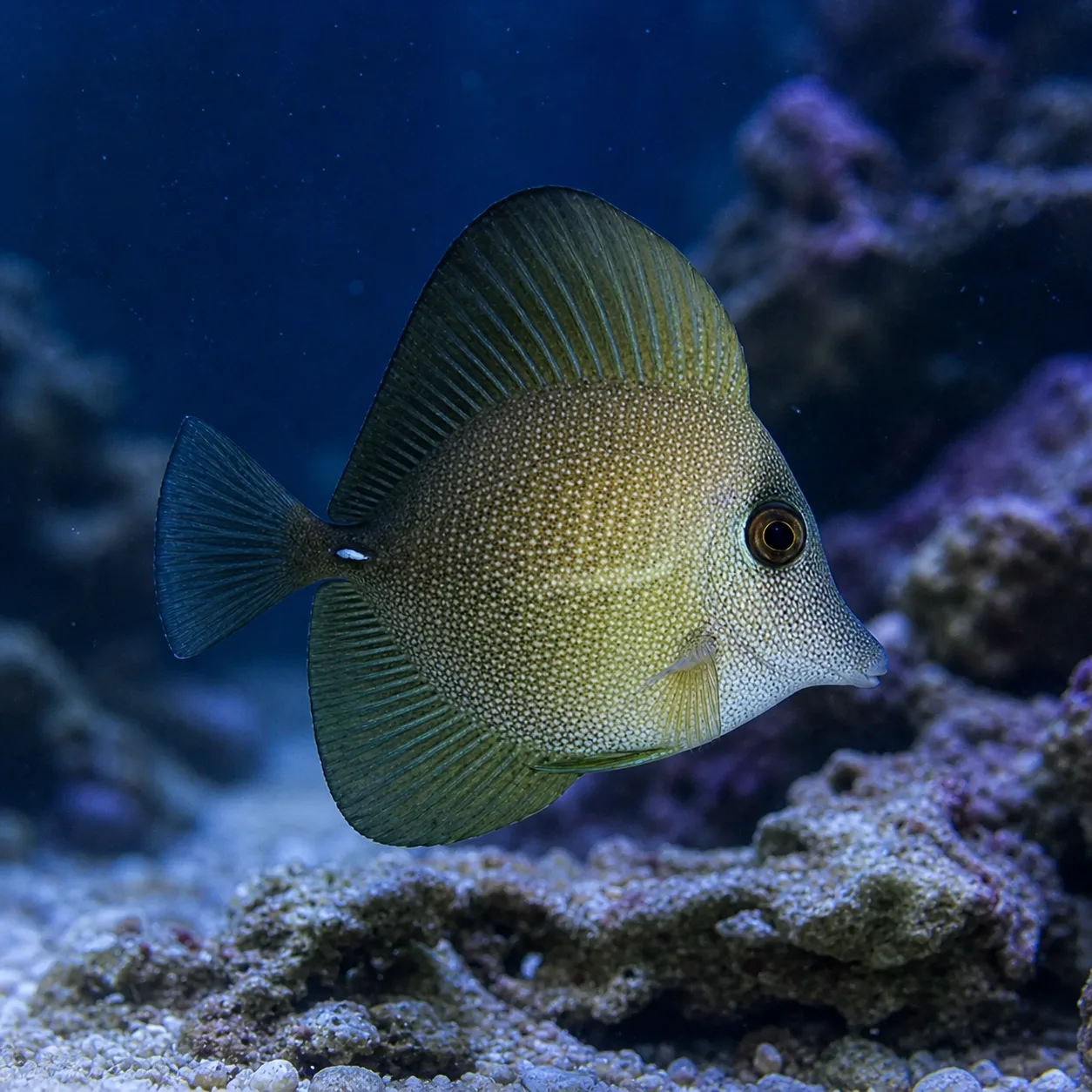 Scopas Tang