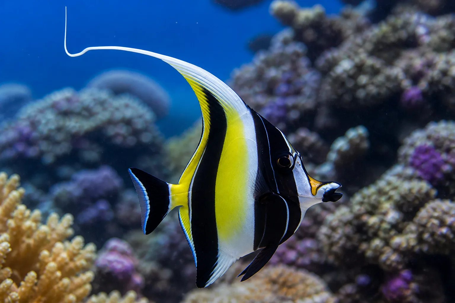 Moorish Idol