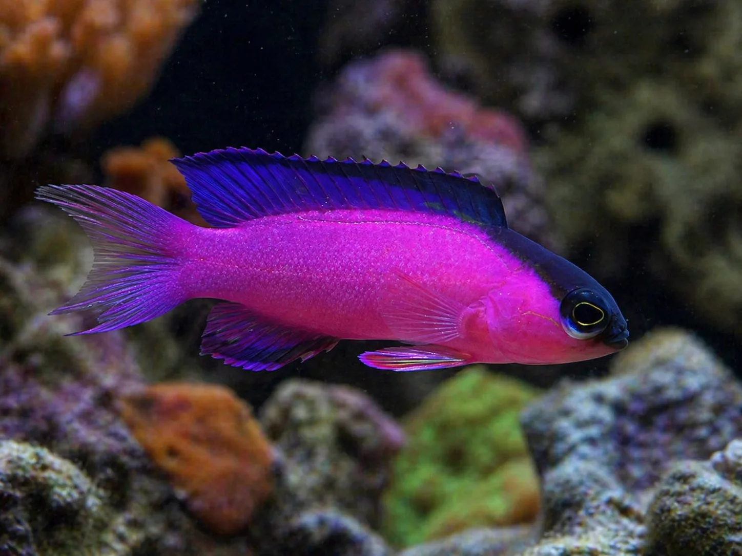 Blackcap Basslet