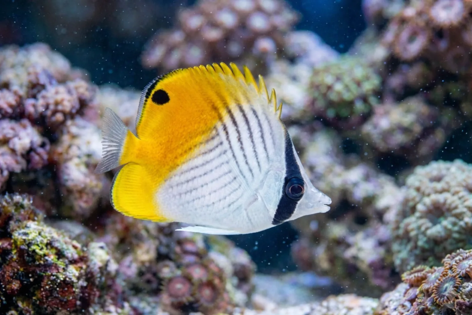 Auriga Butterflyfish