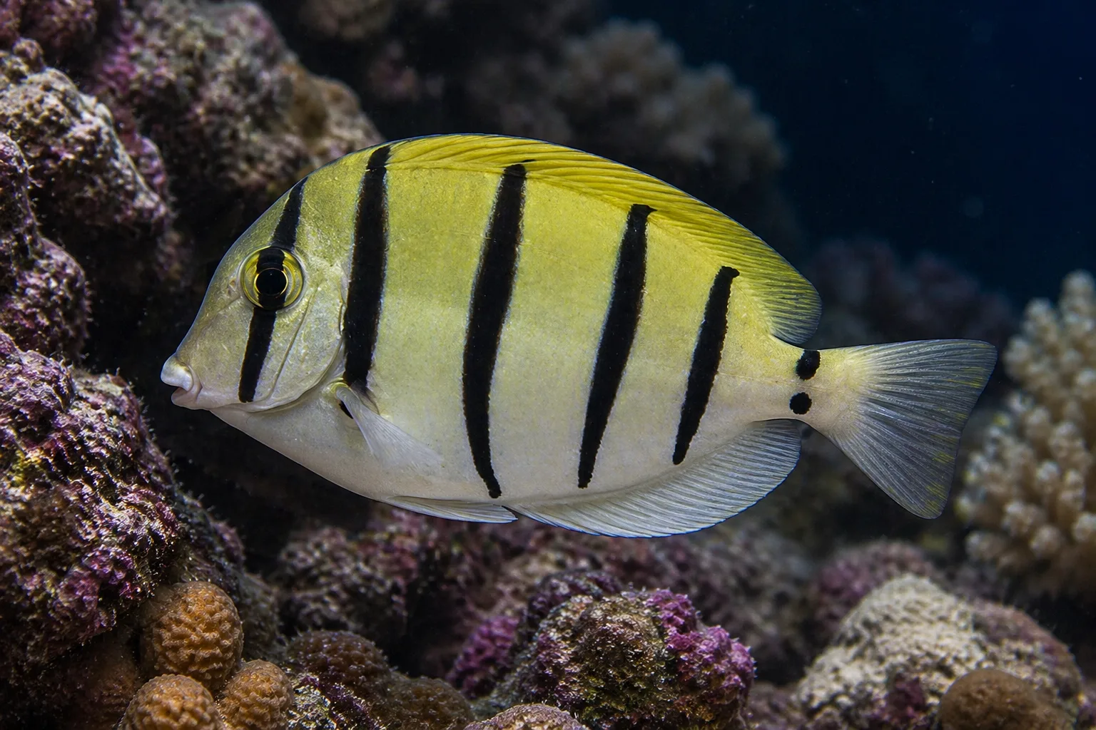 Convict Tang