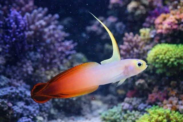 Firefish Goby