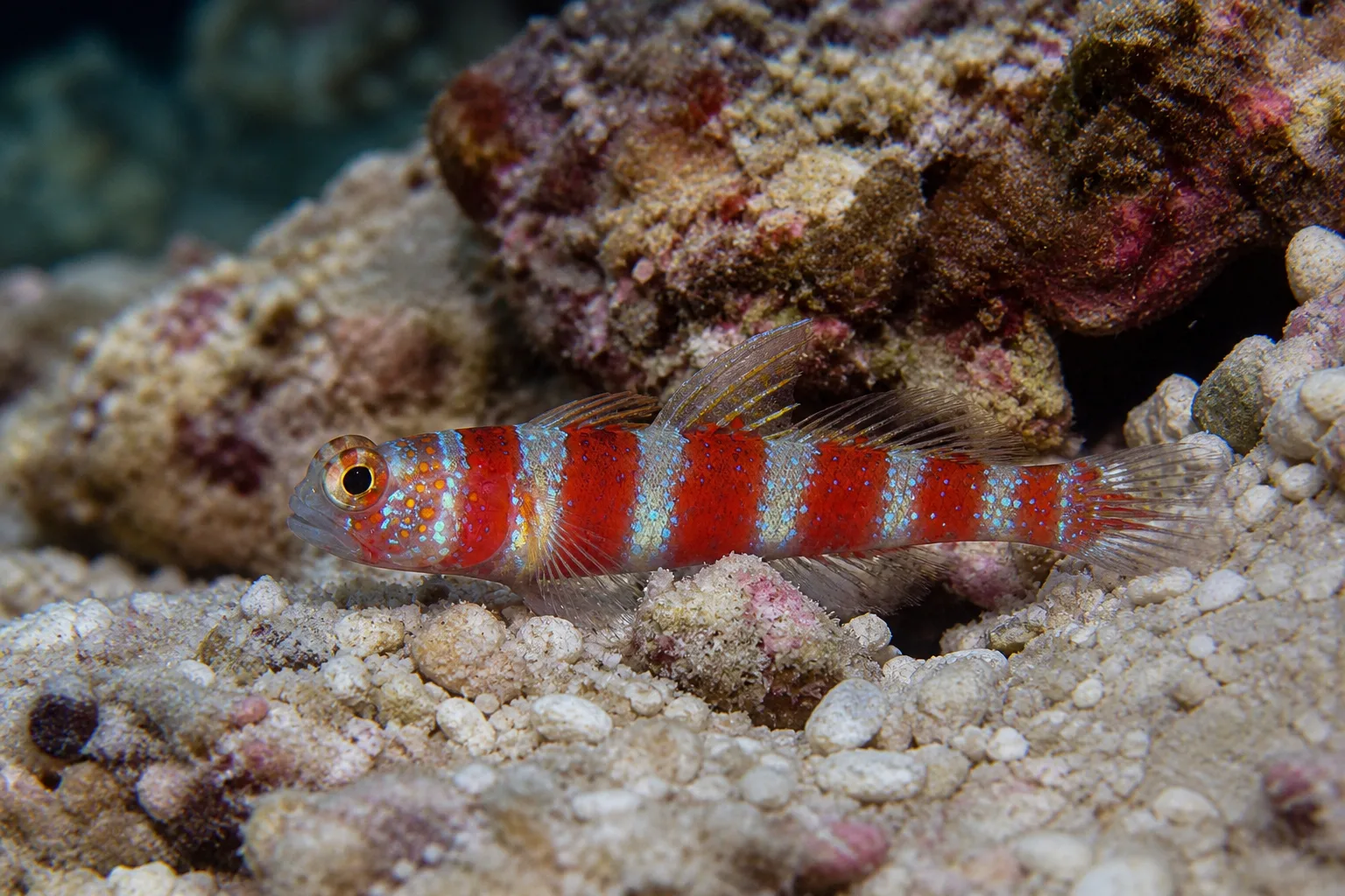 Wheeler's Watchman Goby