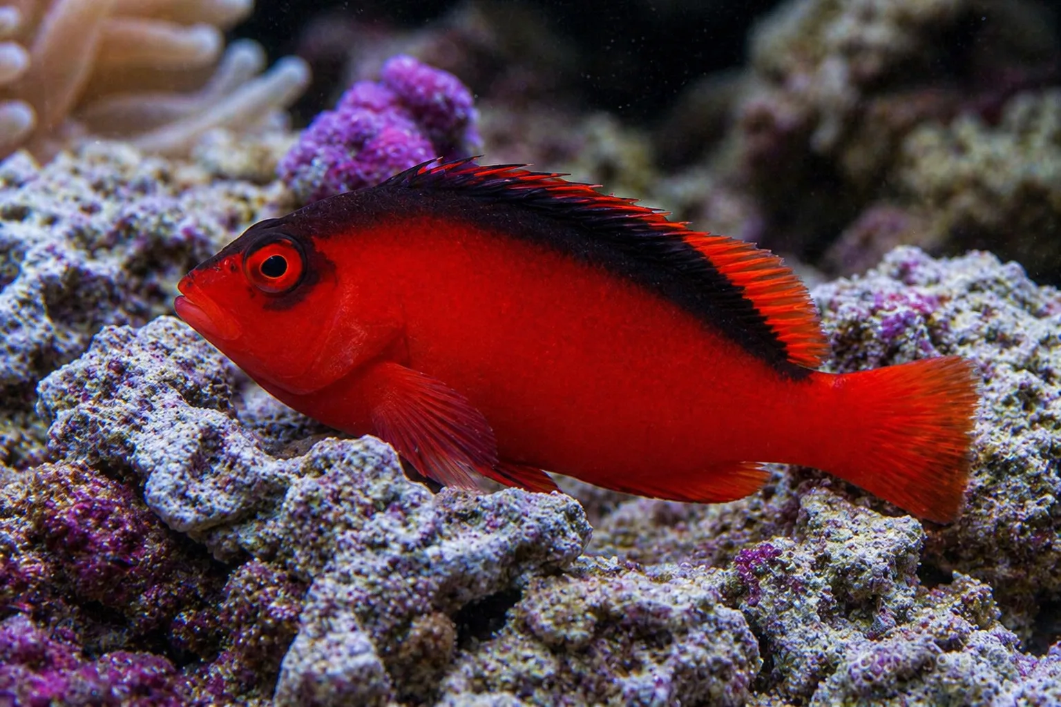 Flame Hawkfish