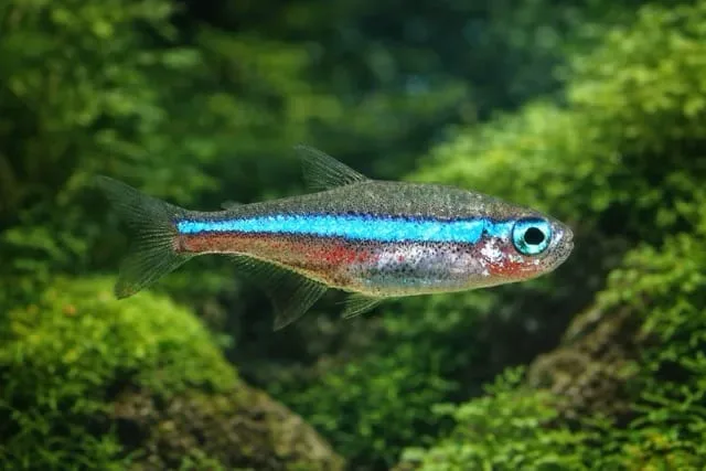 Green Neon Tetra