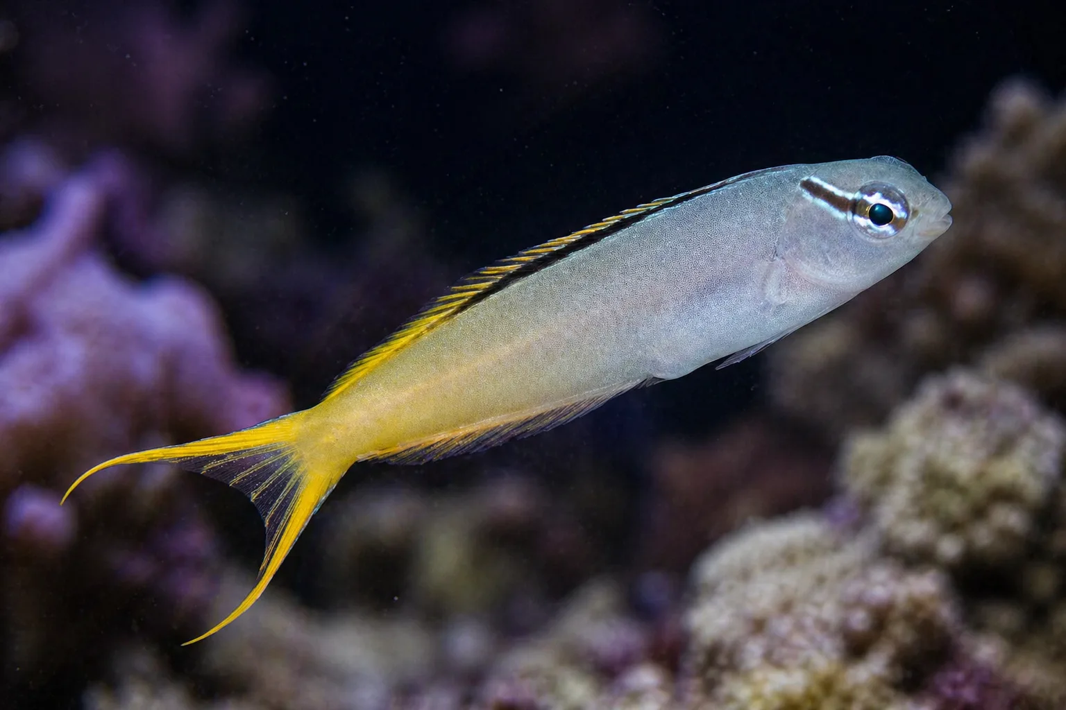 Forktail Blenny