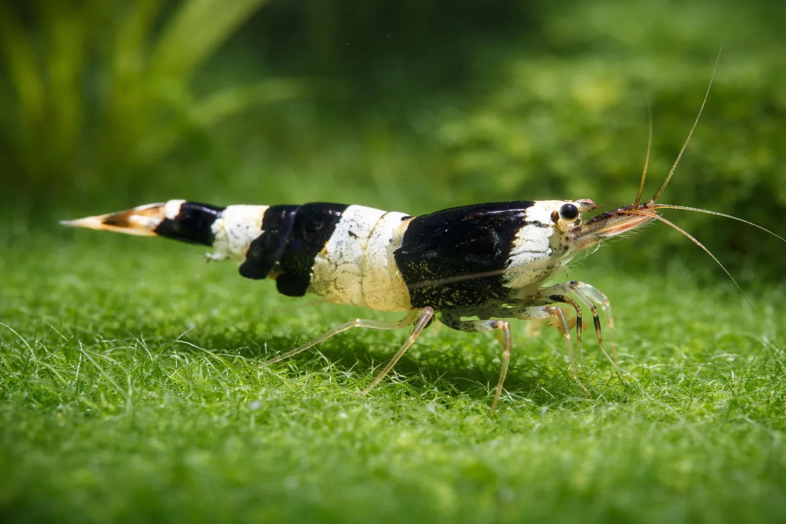 Crystal Black Shrimp
