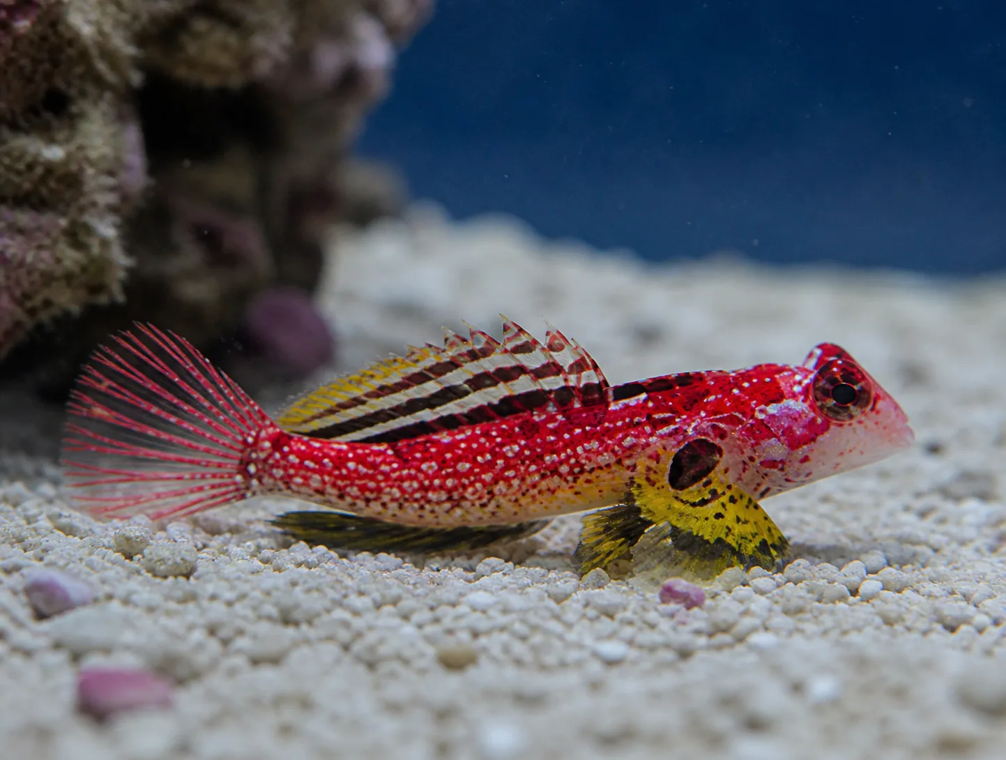 Ruby Red Dragonet