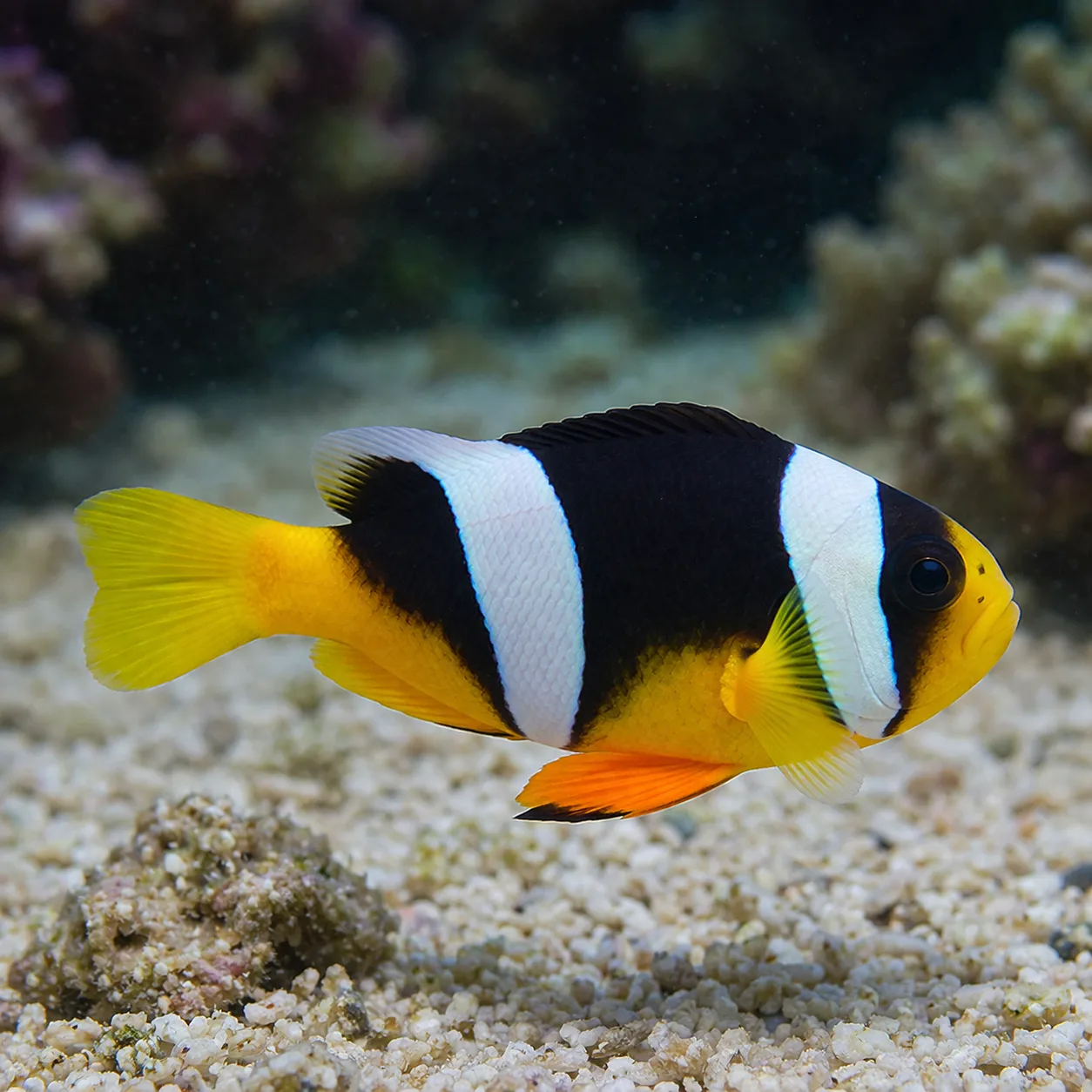 Sebae Clownfish