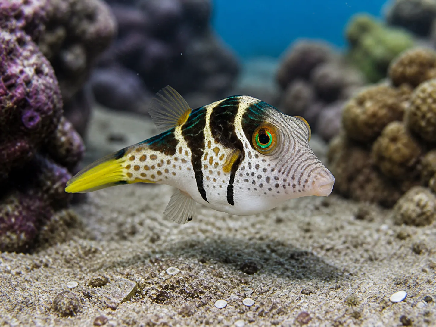 Valentini Puffer