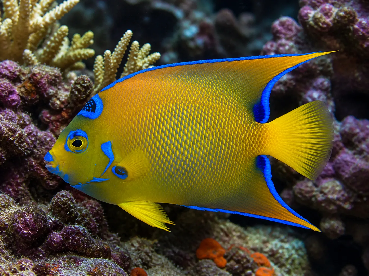 Queen Angelfish