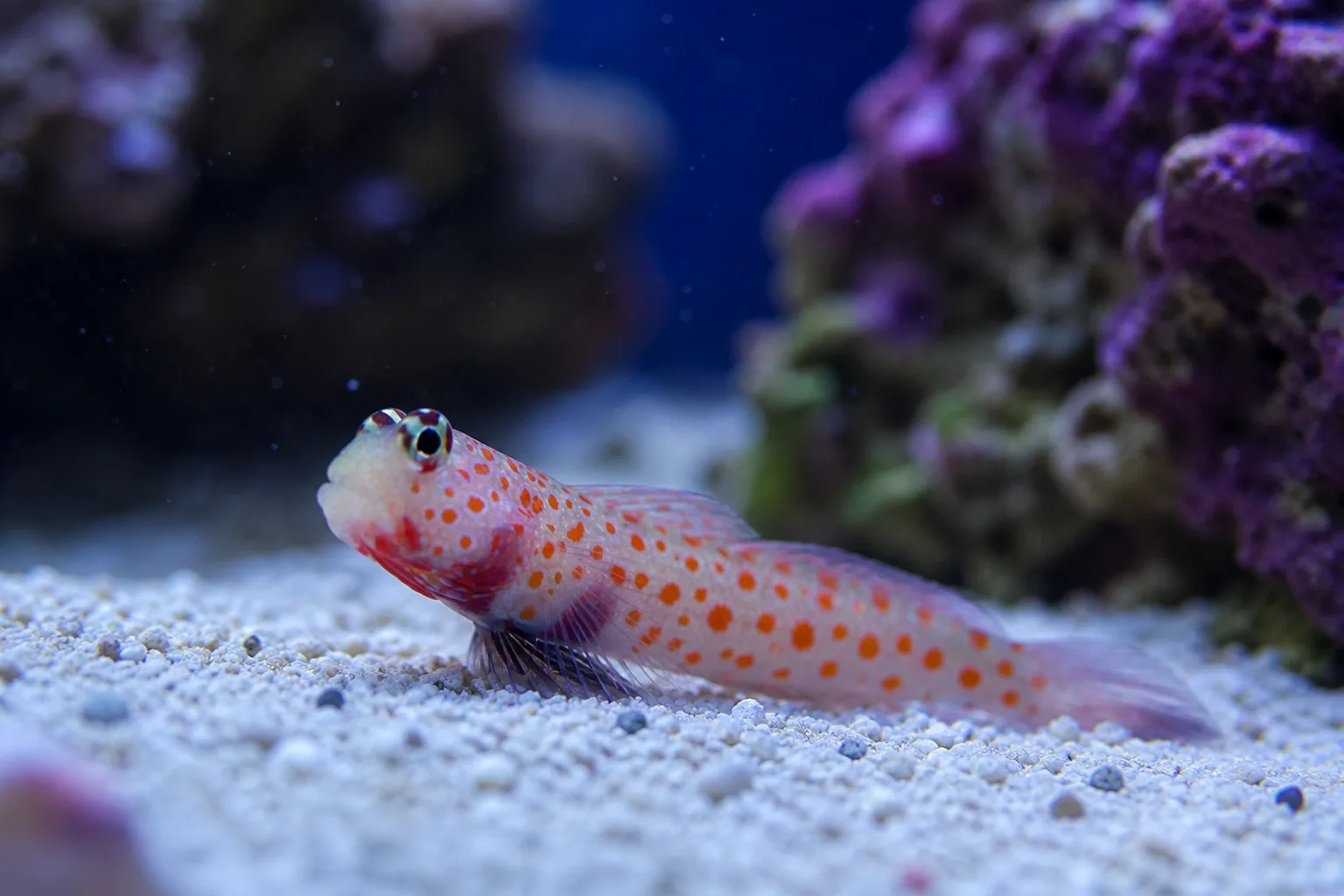 Orange Spotted Goby