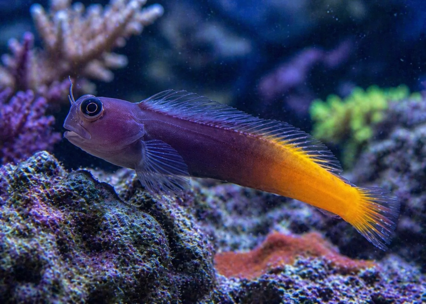 Bicolor Blenny
