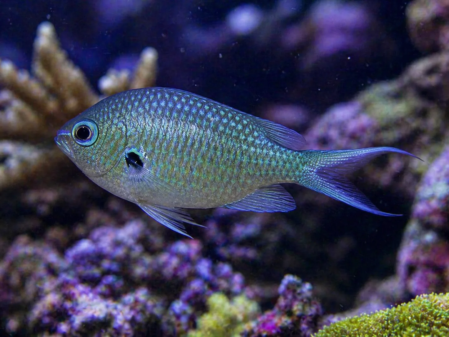 Black Axil Chromis