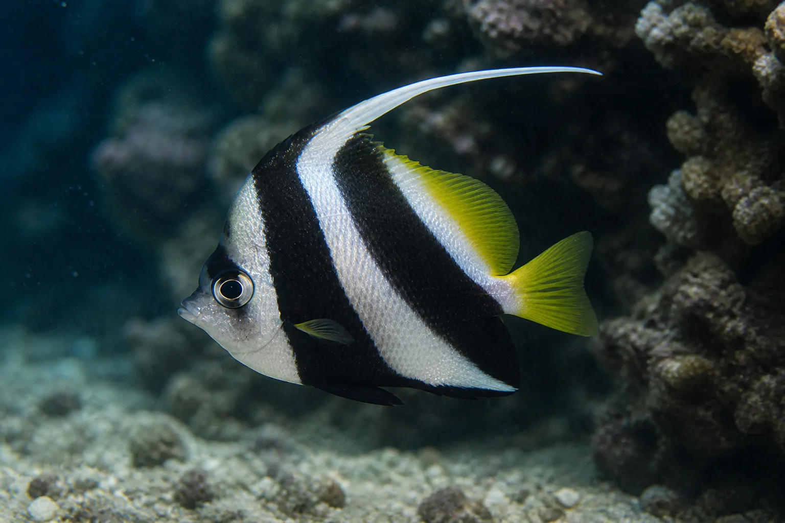 Schooling Bannerfish