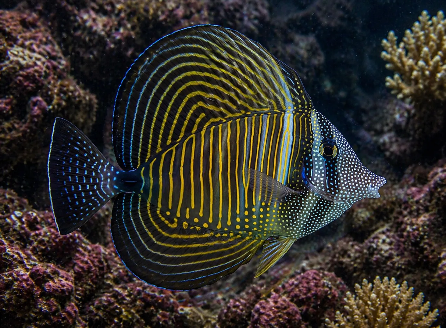 Desjardini Sailfin Tang
