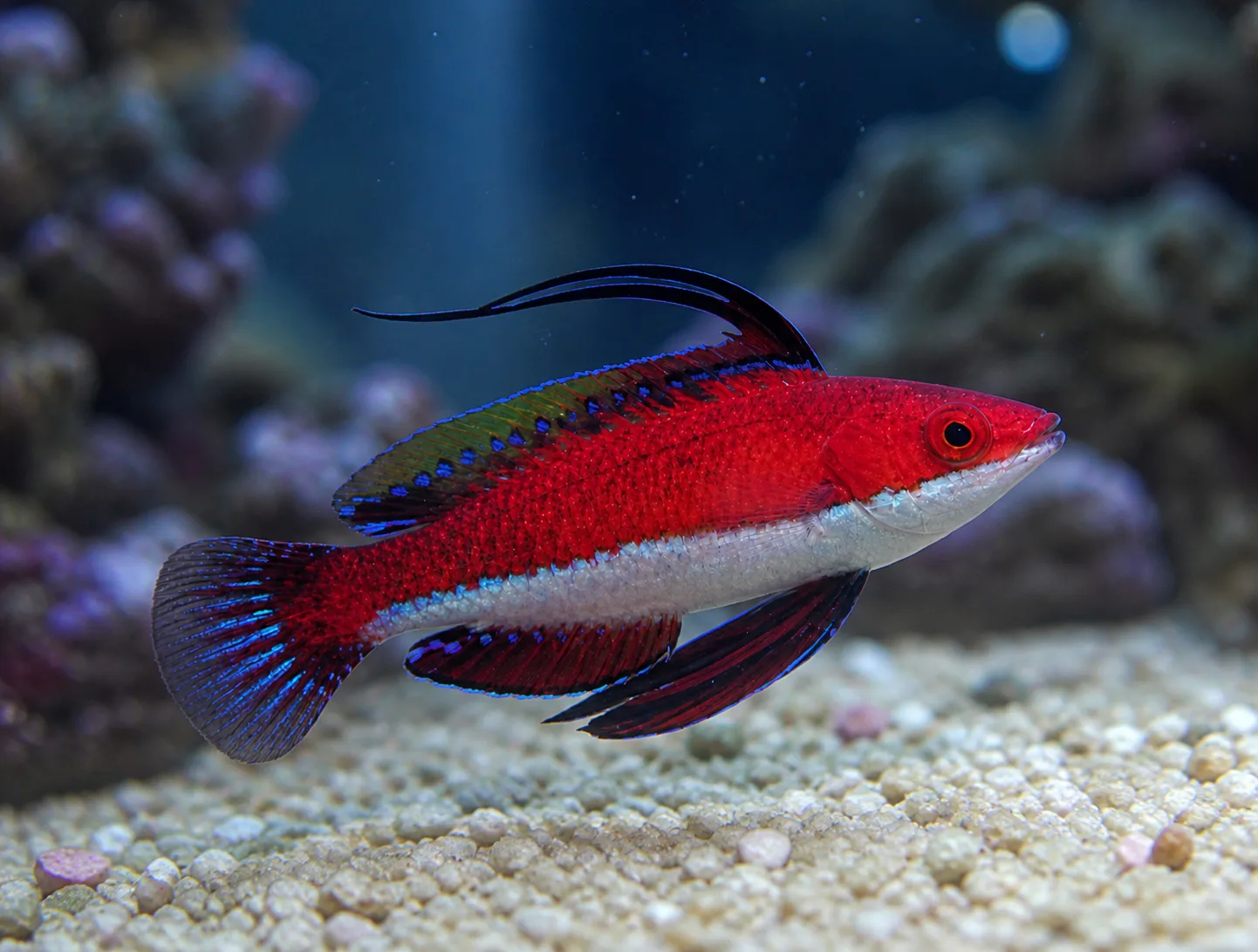 Ruby Longfin Fairy Wrasse